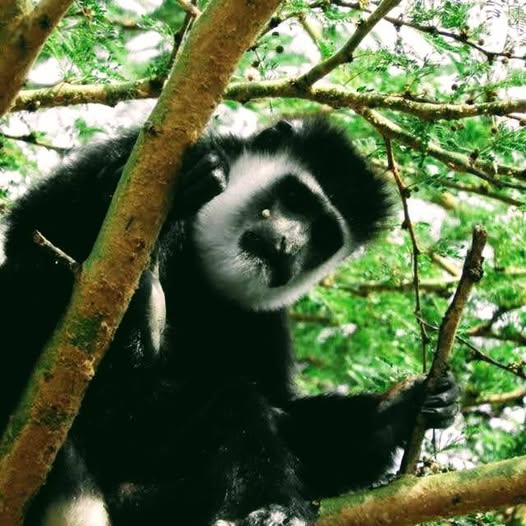colobus soysambu