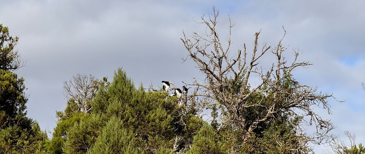 colobus in the late afternoon light