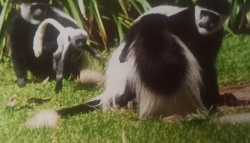 kitiri baby colobus 1 nov 2025