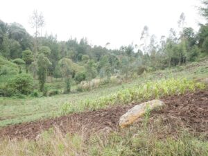 cultivation down to the river's edge