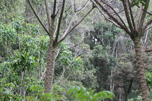 pilot project 2 males released in aberdares s
