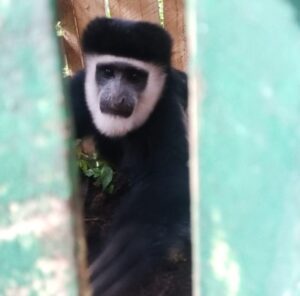 pilot project female colobus captured at gathano copie