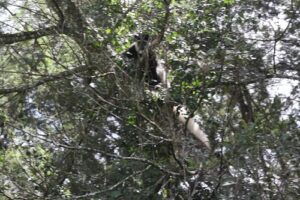 pilot project monitoring the male in aberdares