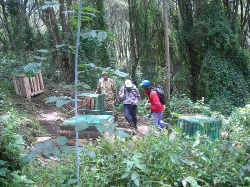 pilot project putting new wooden cages