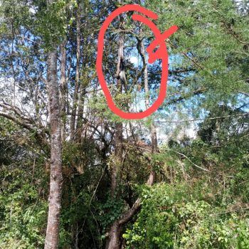 dead colobus in tree