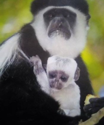 mother and baby colobus